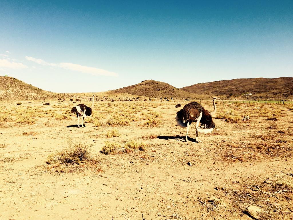 Pictures Guest House Boutique Hotel Oudtshoorn Bagian luar foto